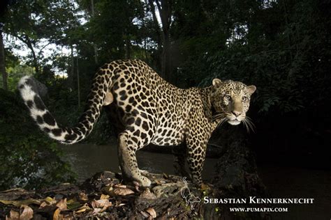 gabon leopard